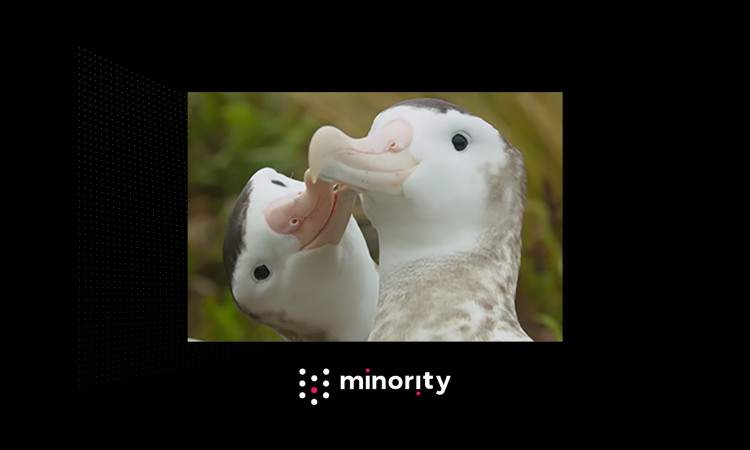 Love story of same-sex albatrosses